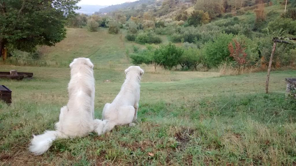 Agriturismo Monterone Ponzano Romano Екстер'єр фото